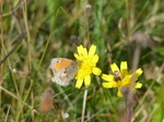 FZ020432 Small Heath (Coenonympha pamphilus) on yellow flower.jpg